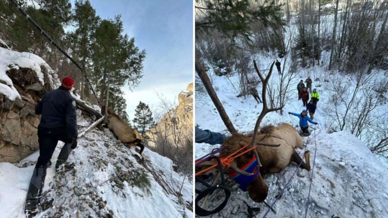 Climbers Spot Giant Animal Trapped On Mountainside In Colorado And Realize It’s Tangled In Rope