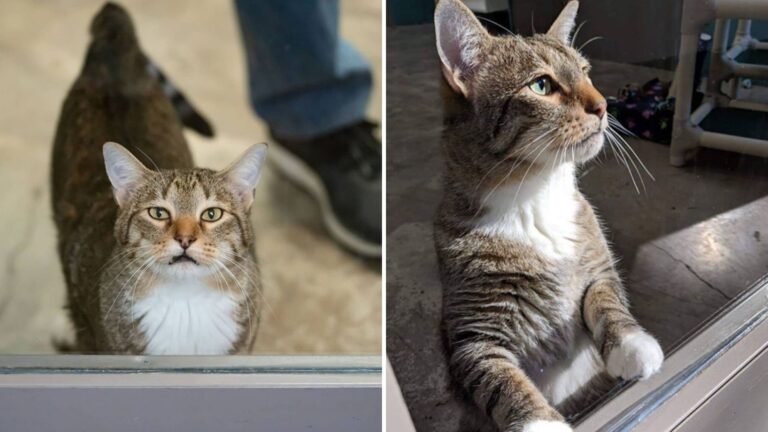 Houston Shelter Cat Famous For “Jailbreaks” Ends Up Inspiring Everyone
