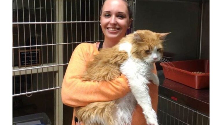 Family Leaves Cat At Maryland Shelter For Being “Too Calm,” Staff Stunned By What Happens Next