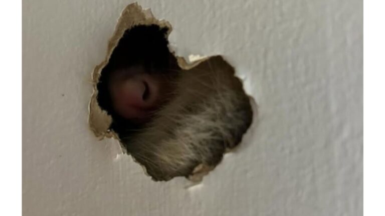 Ohio Couple Follows Their Dog To A Hole In The Wall And Suddenly A Little Nose Wiggles Through