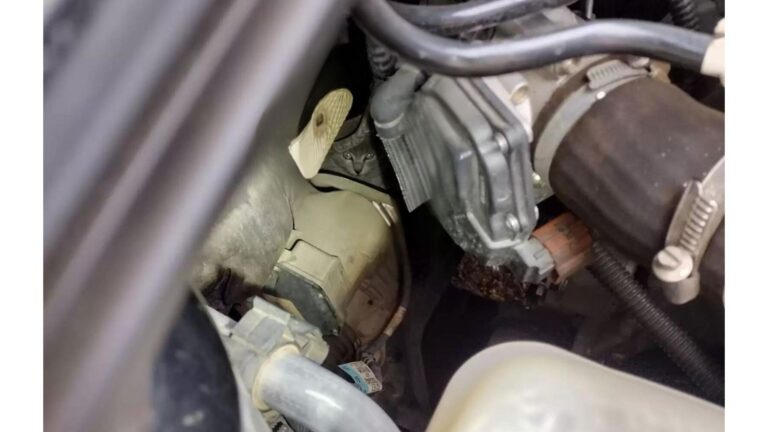 Georgia Family Heard ‘Sounds’ Under Car Hood, What They Found Was The Last Thing They Expected