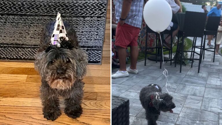 NYC Family Ties A Balloon To Their Senior Dog At A Party And The Reason Is Too Sweet