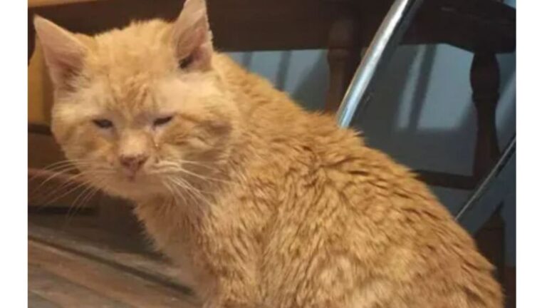 Virginia Woman Finds A ‘Half-Frozen’ Senior Cat And Realizes She’s His Last Chance