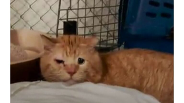 Colorado Cat Kept Hissing At Everyone Until Kind Woman Realized Something Deeper Was Going On