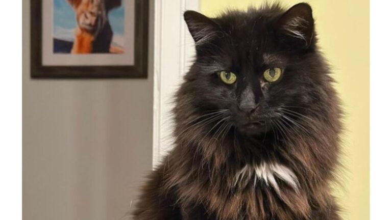 Cat With Intimidating Look Wins Washington D.C. Family With His Surprisingly Sweet Personality