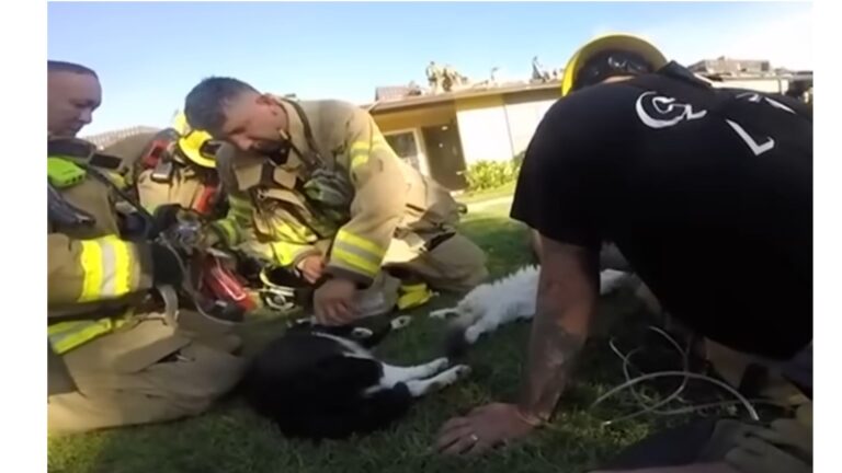 California Firefighters Pull 4 Cats From Apartment Fire, Then Perform Mouth-To-Snout CPR