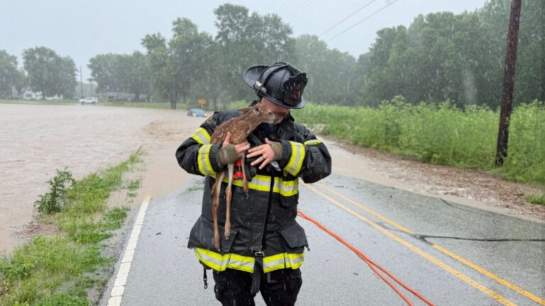 Watch The Incredible Moment Indiana Firefighters Race Into Floodwaters To Save A Baby Deer