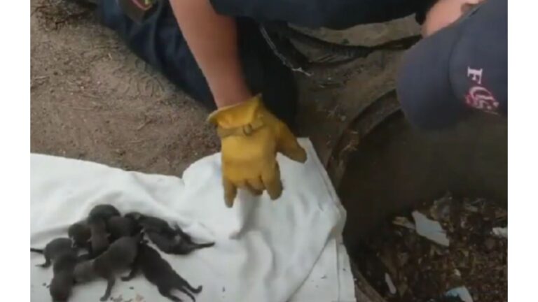 Colorado Firefighters Make A Shocking Discovery After Thinking They Found Abandoned Puppies