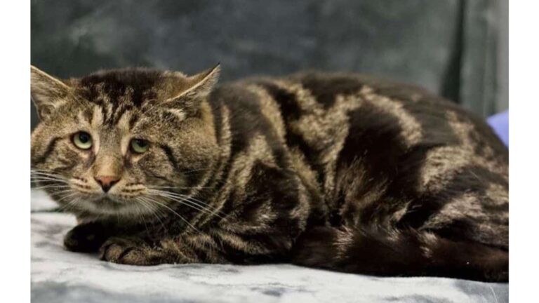 Maryland Couple Adopts Lonely Cat With The Saddest Eyes And Watches Him Blossom Into Happiness