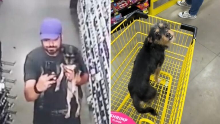 Florida Man Stops At Dollar General Just For Groceries But Leaves Home With Little Furry Bonus
