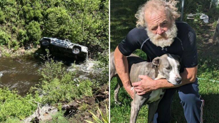 Oregon Dog Runs 4 Miles Through The Night To Save Injured Owner After Car Crash