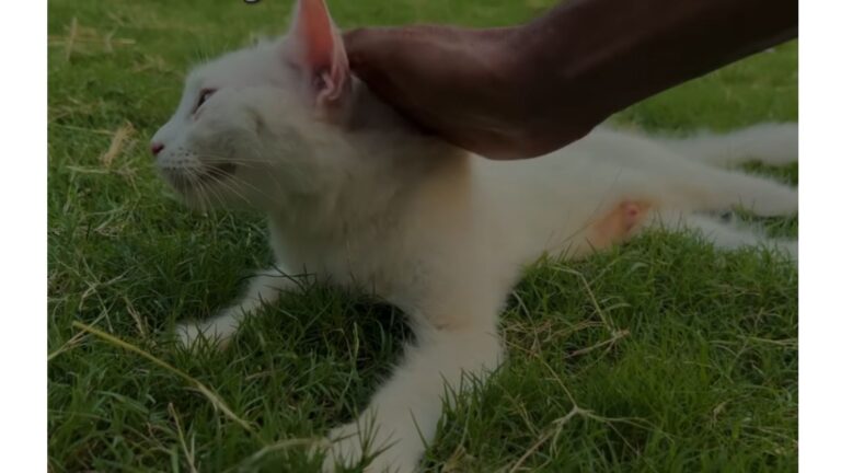 NY Man Spots A Frail Cat Under A Tree, Then Steps Closer And Finds A Heartbreaking Scene