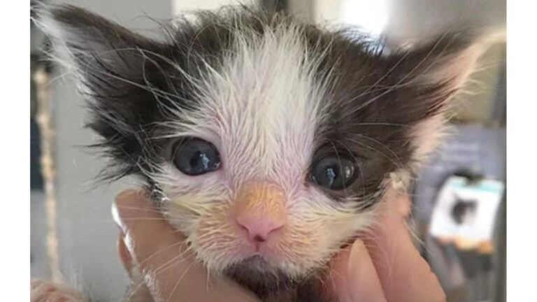 Colorado Vets Gave Up On This Frail Kitten, But Her Recovery Shocked Everyone