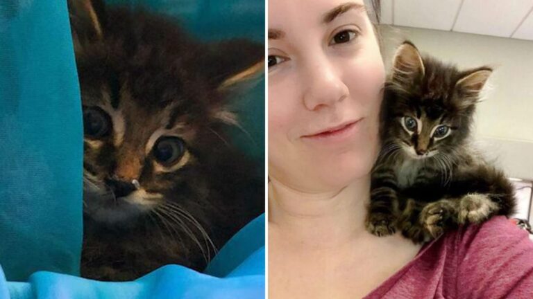 Fragile Kitten Shows Up Outside Pittsburgh Office And Finds Exactly Who He Needed