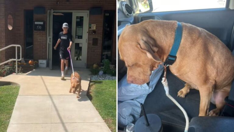Pennsylvania Shelter Dog Won’t Go Back Inside After Day Out, Unaware She Already Got A Home
