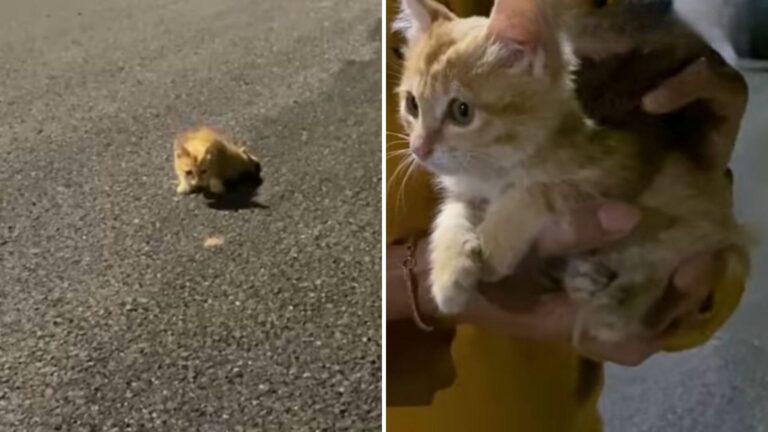 Friends Spot Disabled Kitten Dragging Himself Along Empty Road In New York And Rush To Help