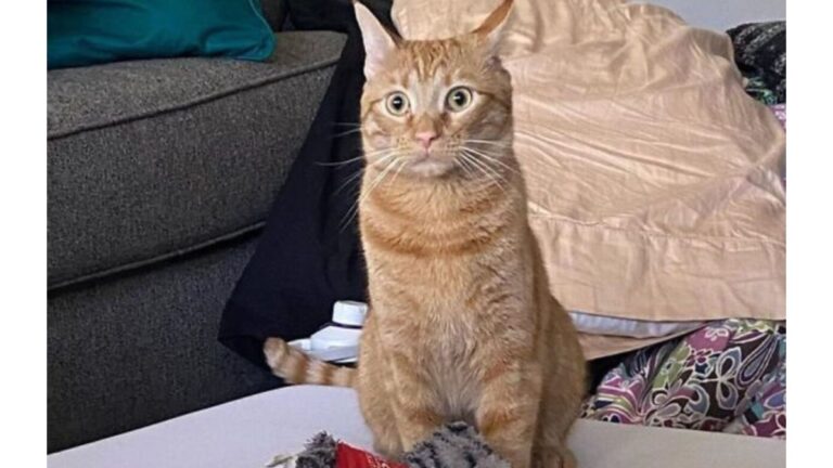Maryland Cat Goes Viral After One Ridiculously Funny Photo Leaves The Internet In Tears