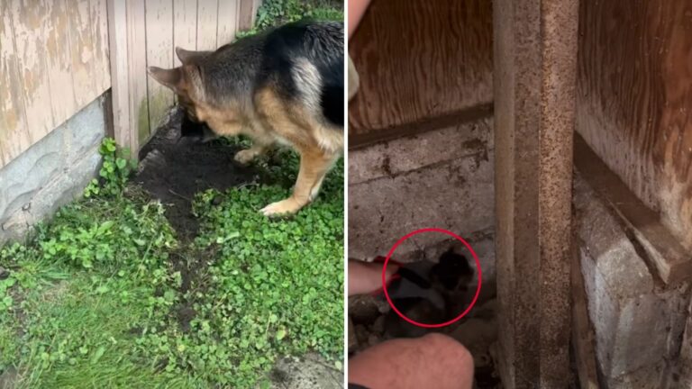 Ohio Man Notices His Dogs Acting Strange Around Old Locked Shed, So He Decides To Peek Inside