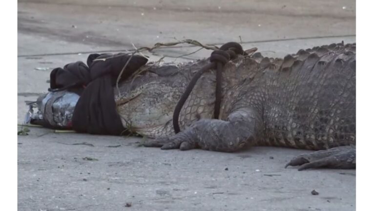 Giant Alligator Shows Up At Georgia Drive-Thru And The Crowd’s Response Is Priceless