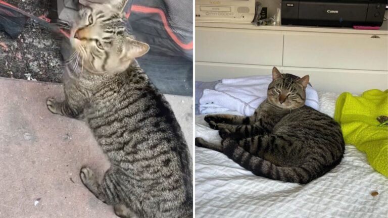 Giant Tabby Found Crying In NY Streets Gets The Rescue And Second Chance He Desperately Needed