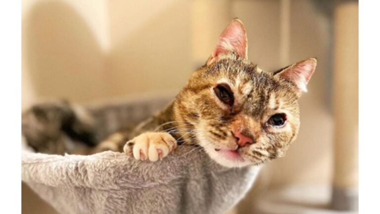 NY Girl Moves Heaven And Earth To Save Cat With Rare Condition, And It Pays Off
