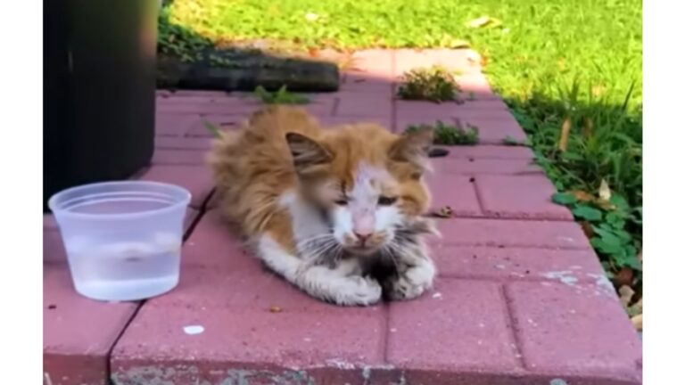 New Jersey Man Finds A Stray Cat In His Yard, But What He Notices Next Stops Him Cold