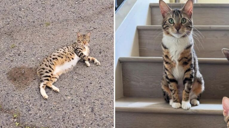 San Diego Woman Rescues Stray Cat And Learns She’s Hiding A Big Secret
