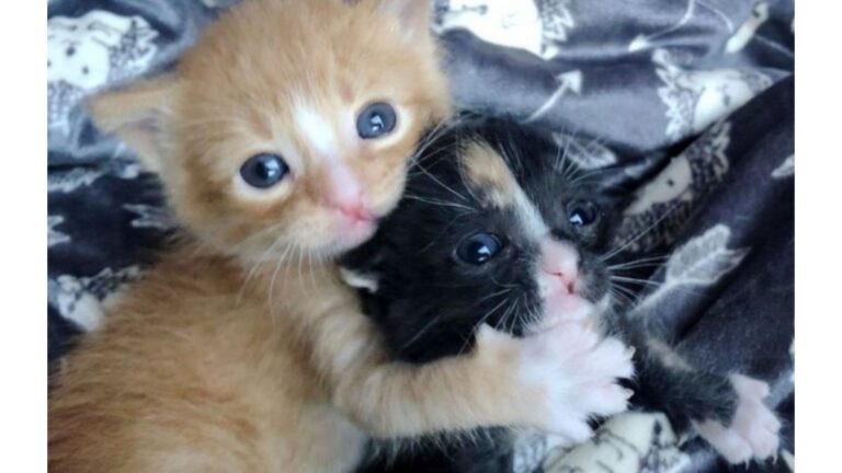 Good Samaritans Find Two Injured Orphans On Arizona Street And Refuse To Look Away