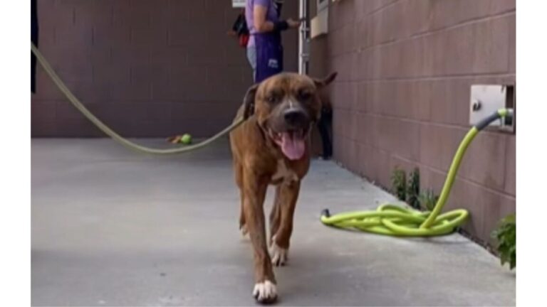 Georgia Shelter Favorite Called “The Happiest Dog Here” Now Has No Time Left