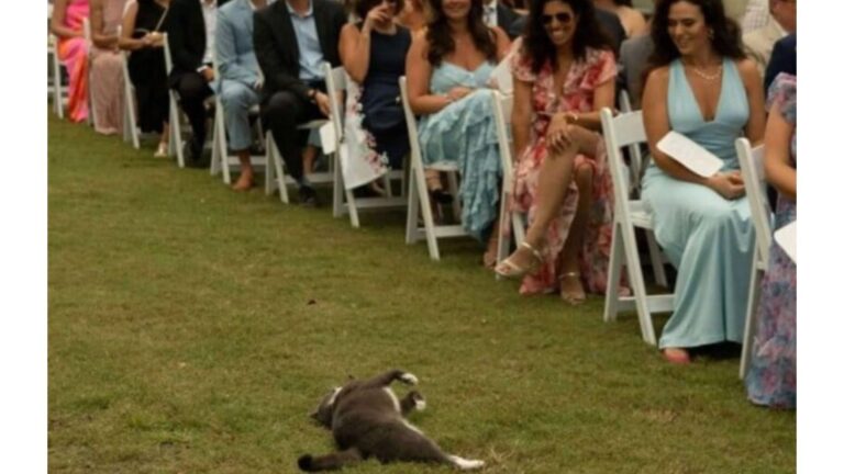 Little Furry Guest Interrupts A Wedding In North Carolina And Refuses To Leave The Aisle