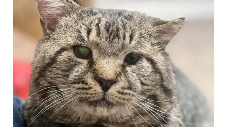 NY Woman Sees Shelter Cat’s Giant Cheeks In A Photo And Knows She Has To Meet Him