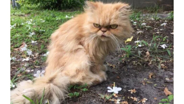 Florida “Grumpy Cat” Looks Like He Hates Everything, But The Truth Behind That Face Is So Sad