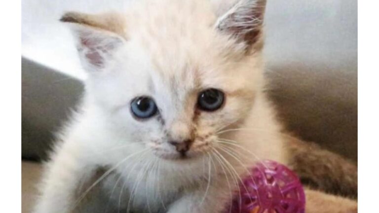 Paralyzed Kitten Left Alone In Freezing Alaska Fights To Survive Against All Odds