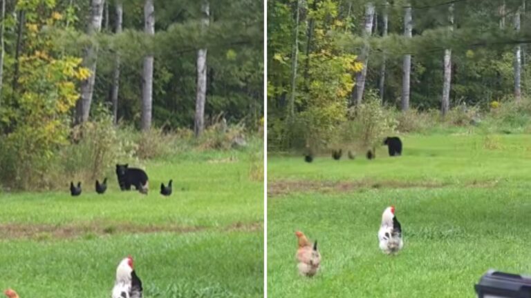 Michigan Woman Is Stunned By Her Hens’ Reaction When A Massive Bear Enters Her Yard