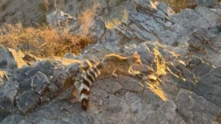 Arizona Hiker Spots A Mysterious Creature Eating Fruit And Realizes It’s Such A Rare Sight