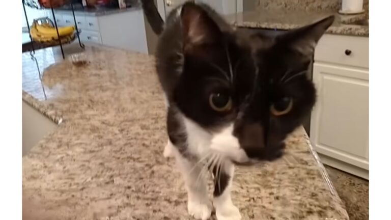 Michigan Cat With Shockingly Deep Meow Is Confusing The Internet, You Have To Hear This