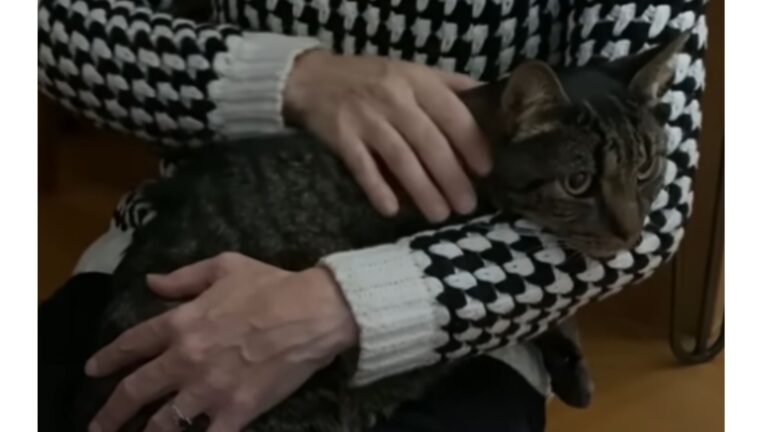 Shy Rescue Cat Learns Love Isn’t Something To Fear Anymore Thanks To Kind Woman In NY