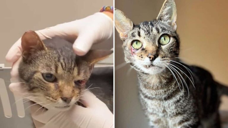 Cat Left Critically Injured After Car Accident In NYC Stuns Rescuers With Incredible Comeback