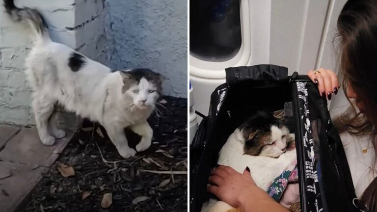 After 4 Years Alone On California Streets, Abandoned Cat Finally Gets The Life He Deserves