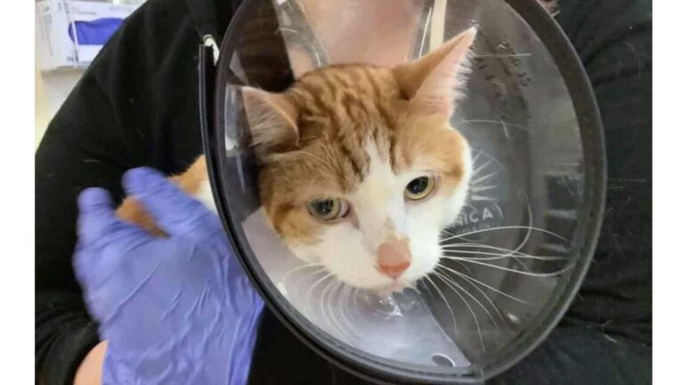 Oregon Family Takes Cat To ER For Vomiting, Then X-Ray Shows Something Terrifying In His Mouth
