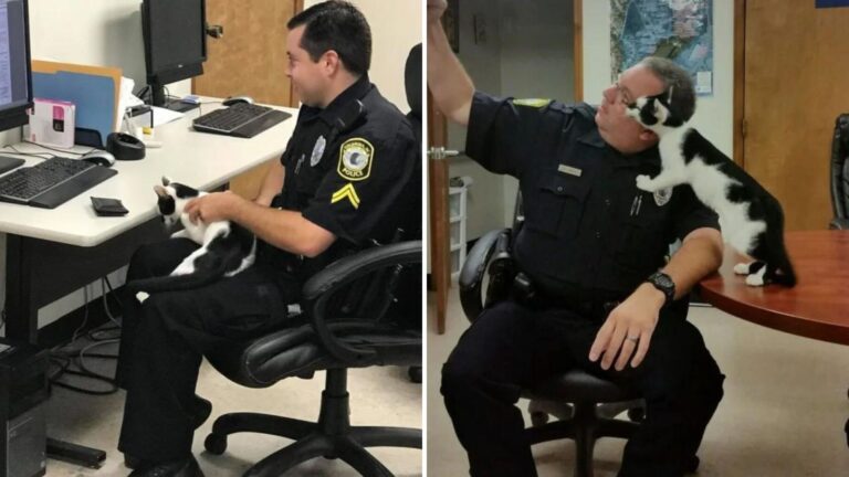 Stray Cat Strolls Into South Carolina Police Station And Finds Exactly What She Needed