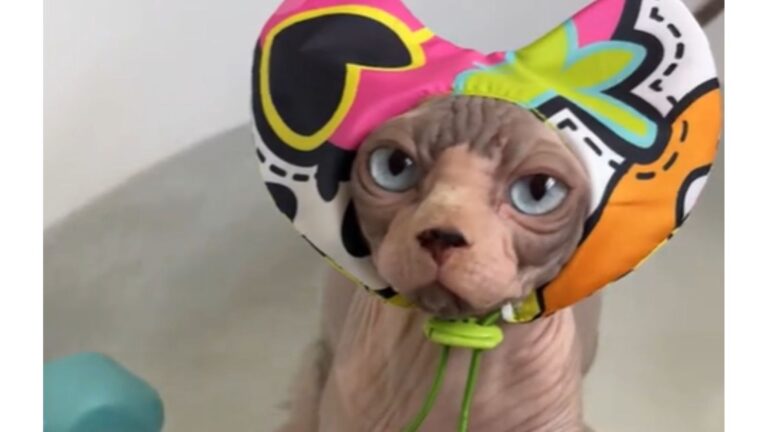 Florida Sphynx Cat Is Breaking Every Feline Rule And Is Absolutely Obsessed With Bath Time