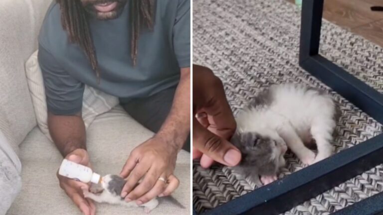Washington Couple Saves Critically Weak Kitten And Her Recovery Stuns Everyone