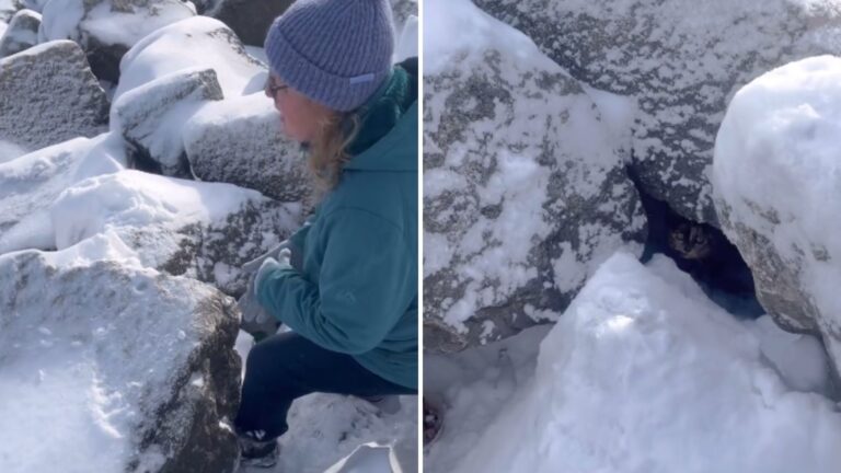 Woman Peeks Under Snowy Rocks In Wisconsin And The Little Face She Spots Changes Everything