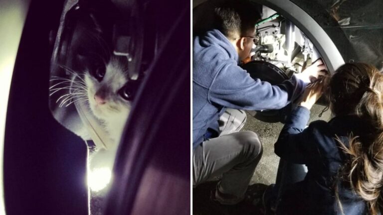 Kitten Hiding In Dangerous Spot Forces California Team Into Race Against Time To Save His Life