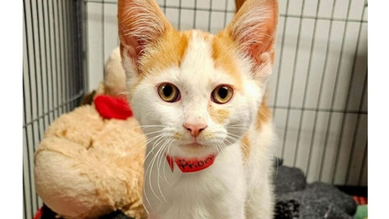 Ohio Rescue Team Races To Save A Tiny Kitten Shoved Through A Mailbox