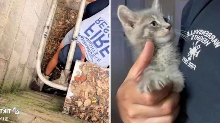 Ohio Firefighters Pull Tiny Kitten From Storm Drain And The Story Takes A Heartwarming Turn
