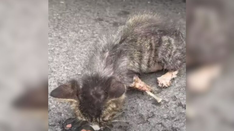 New Hampshire Couple Finds Tiny Kitten Barely Holding On After Being Viciously Attacked By Dog