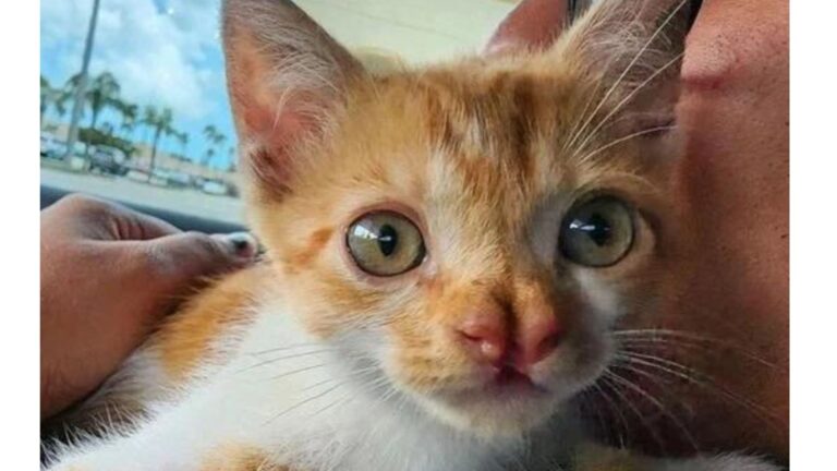 Tiny Kitten Gets Thrown Out Of Nebraska Restaurant, But The Next Moment Changes Everything