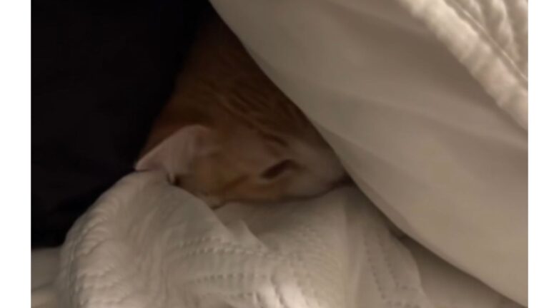 Arizona Kitten Has Dramatic Meltdown Every Time Owner Leaves For Work, Watch The Viral Video